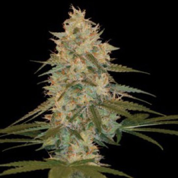 Cannabis seeds Auto Chocolope Feminised Silver - 500 pcs